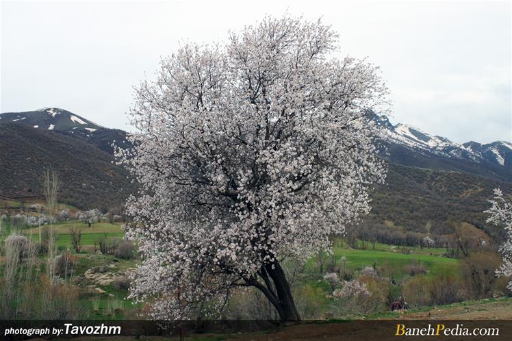 بهار در بانه