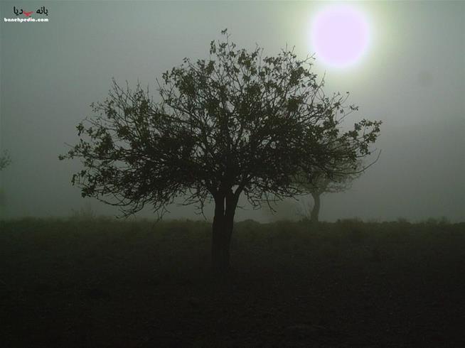 درخت و خورشید در مه